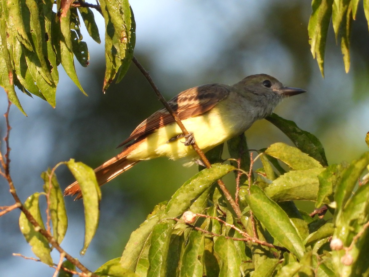 Great Crested Flycatcher - ML640410422