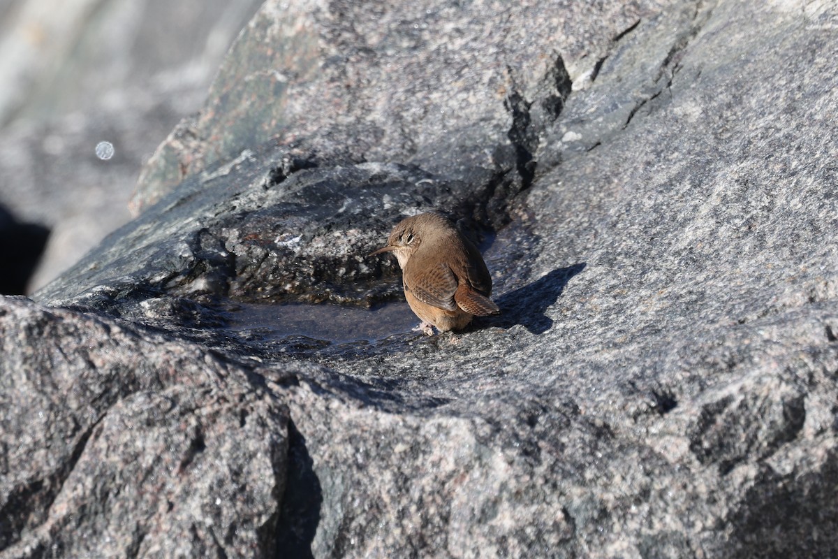 Southern House Wren - ML640410440