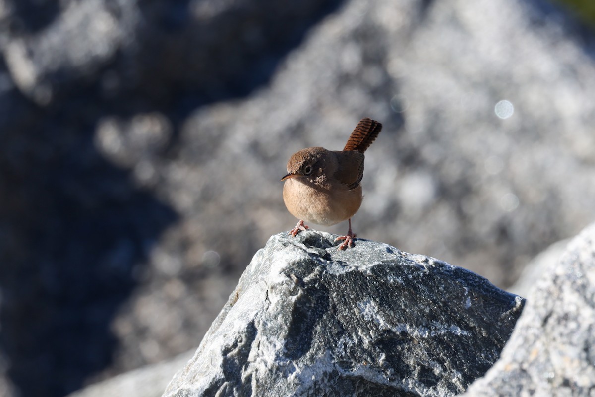 Southern House Wren - ML640410441