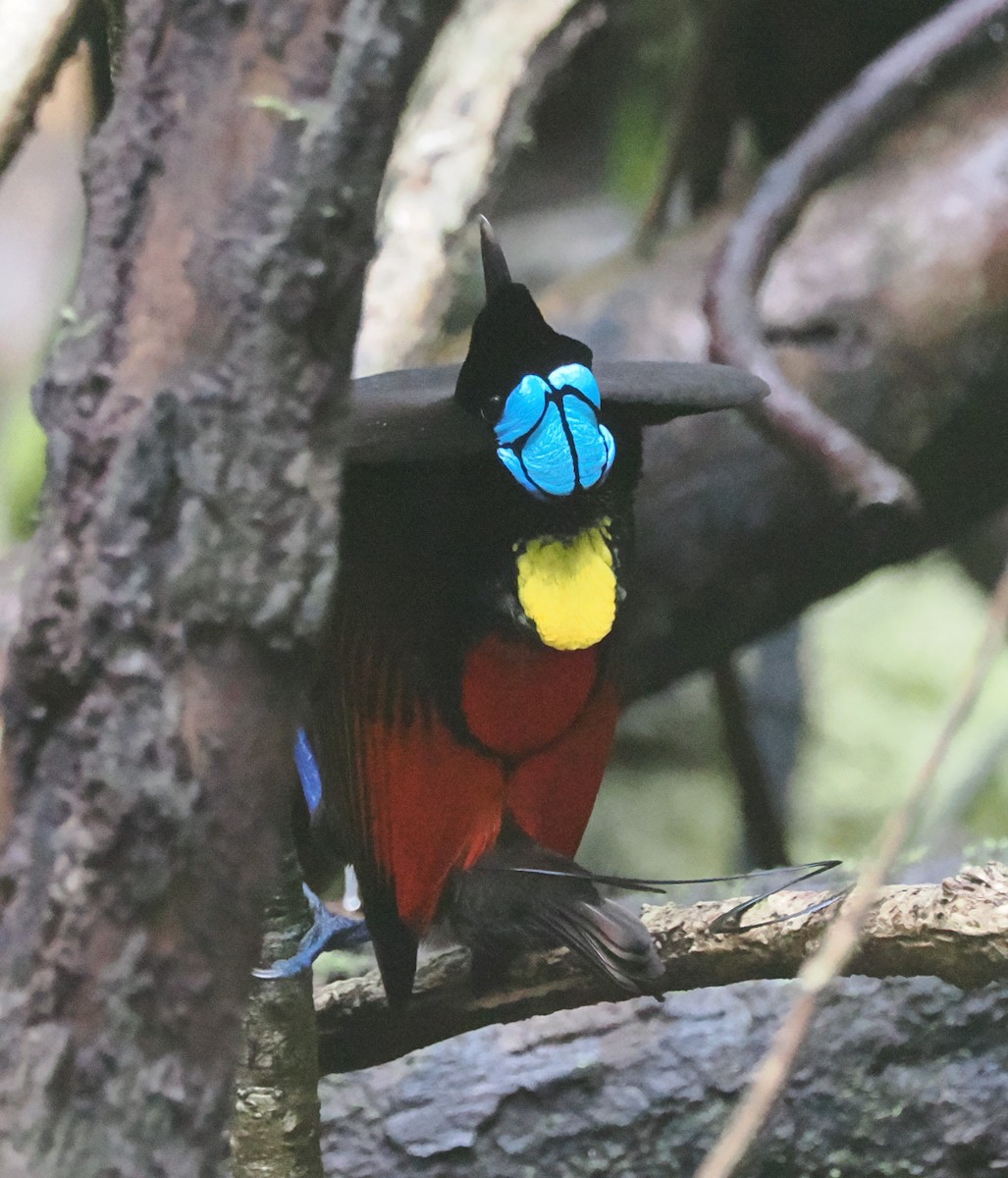 Wilson's Bird-of-Paradise - ML640410451