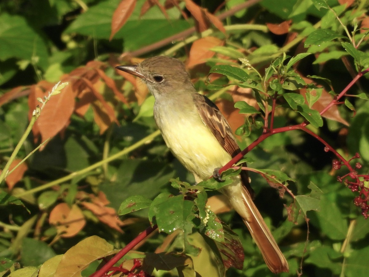Great Crested Flycatcher - ML640410459