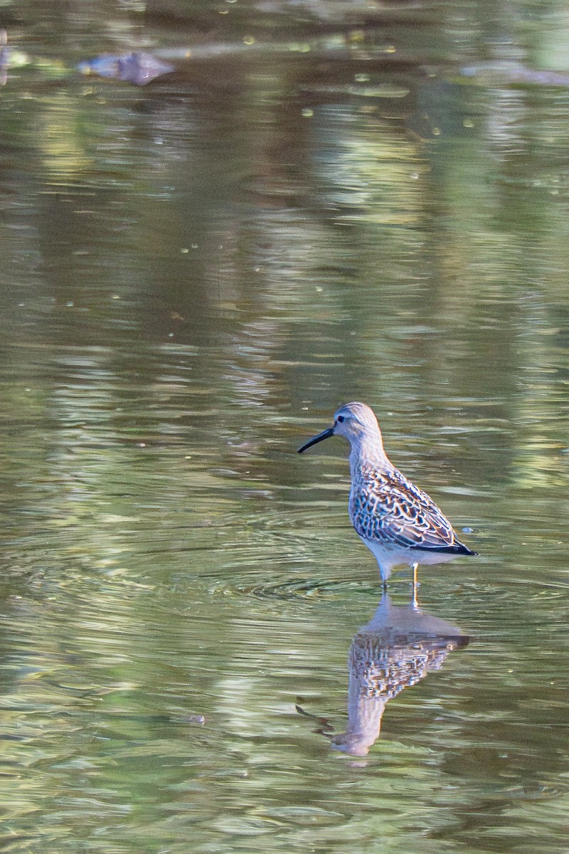 Побережник довгоногий - ML640410462