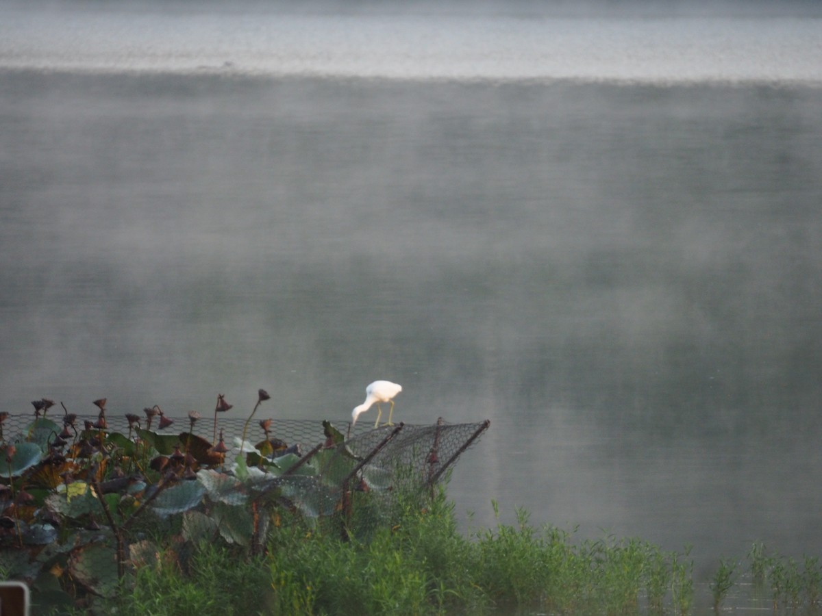 Western Cattle-Egret - ML640410463
