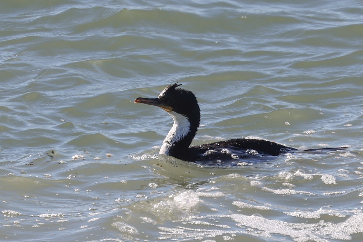 Imperial Cormorant - ML640410464