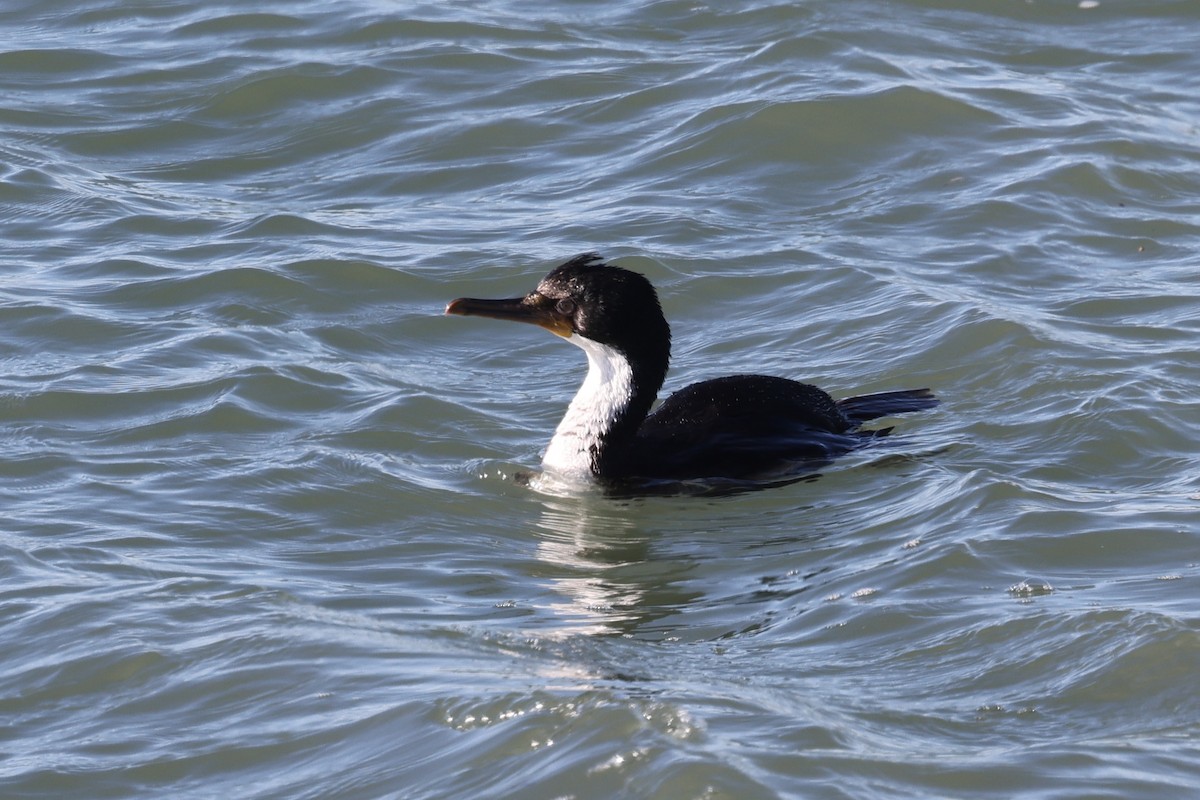 Imperial Cormorant - ML640410465