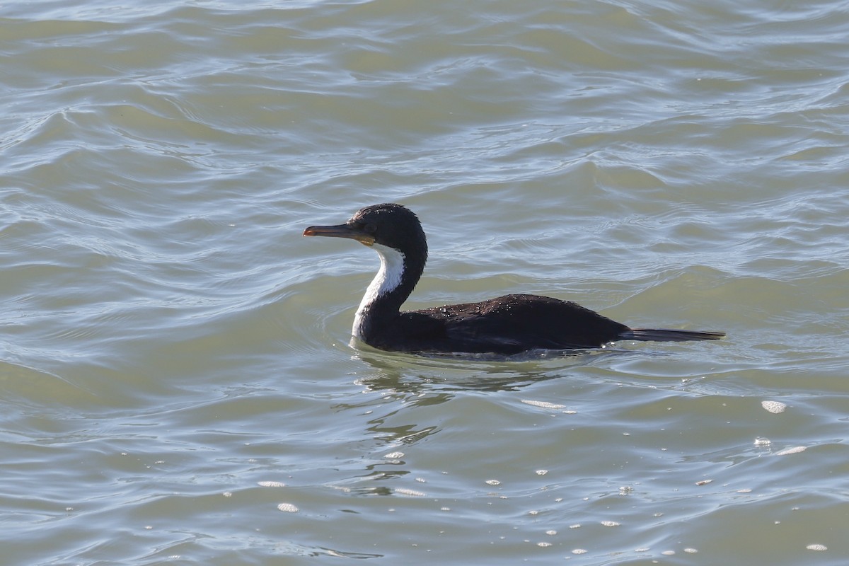 Imperial Cormorant - ML640410466