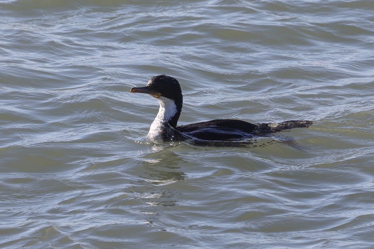 Imperial Cormorant - ML640410467
