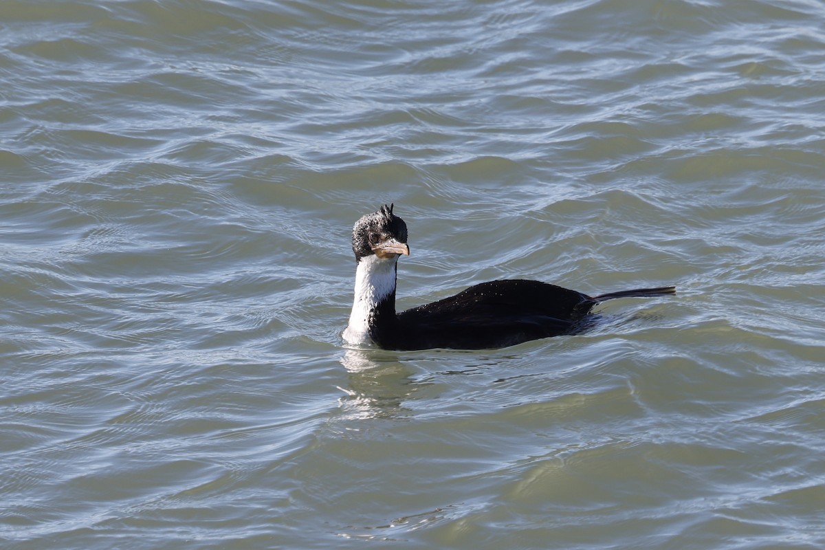 Imperial Cormorant - ML640410469
