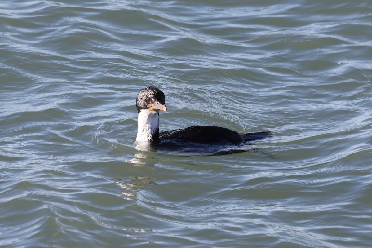 Imperial Cormorant - ML640410470