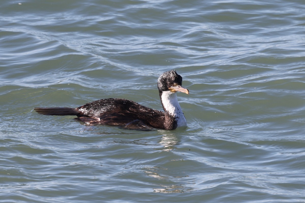 Imperial Cormorant - ML640410471