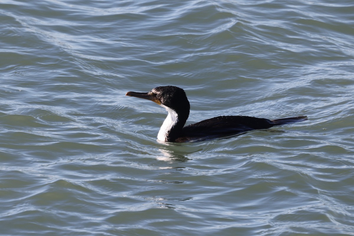 Imperial Cormorant - ML640410472