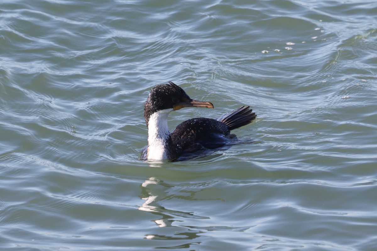 Imperial Cormorant - ML640410473