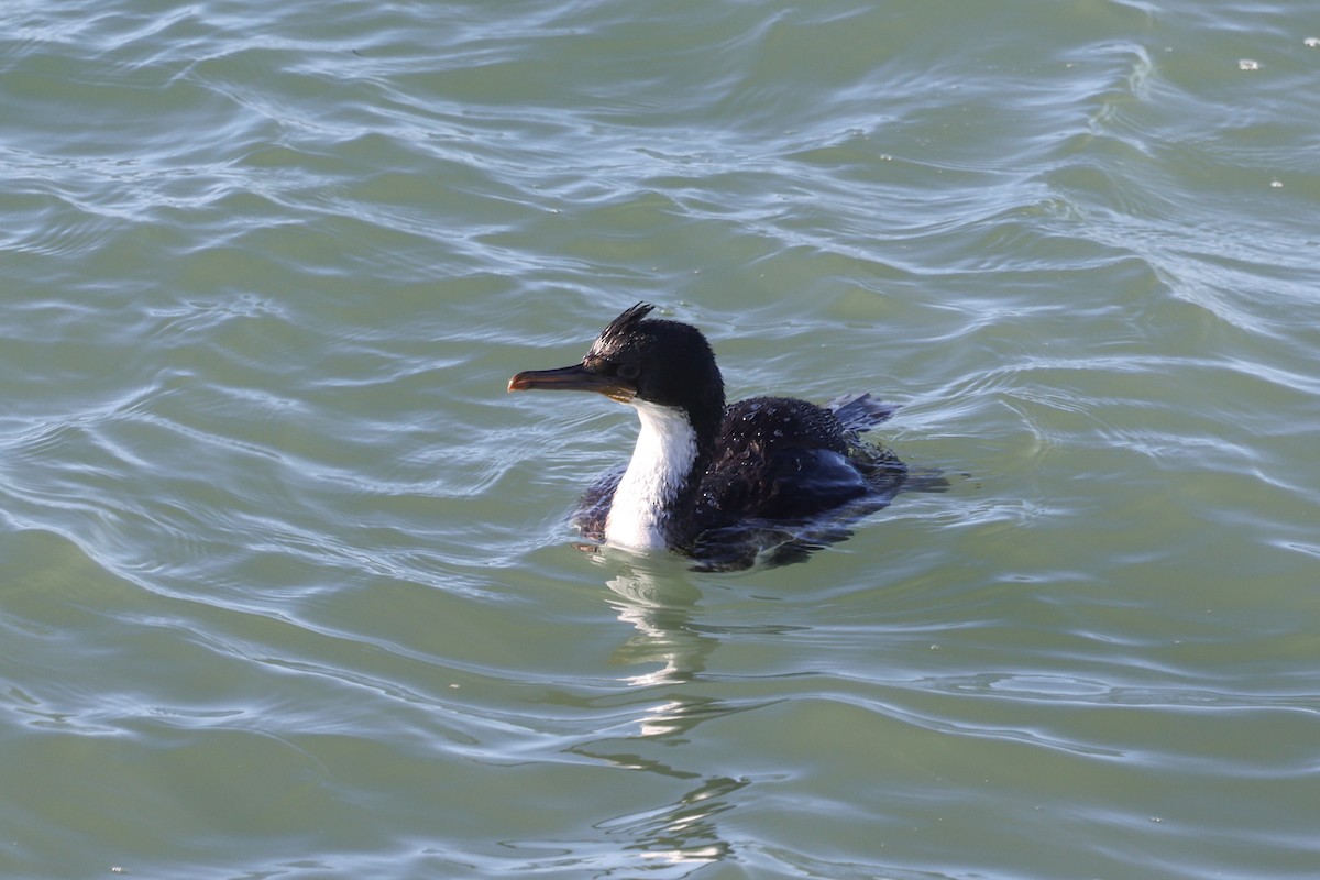 Imperial Cormorant - ML640410474