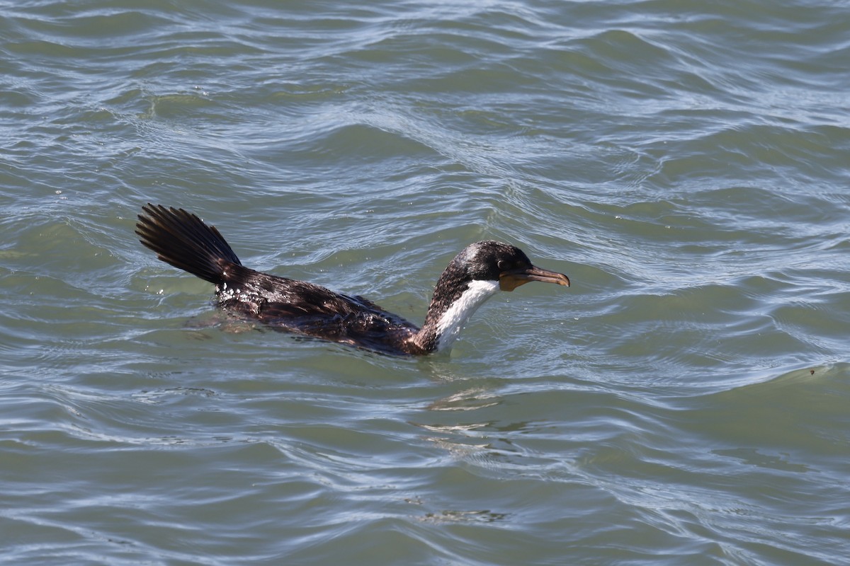 Imperial Cormorant - ML640410475