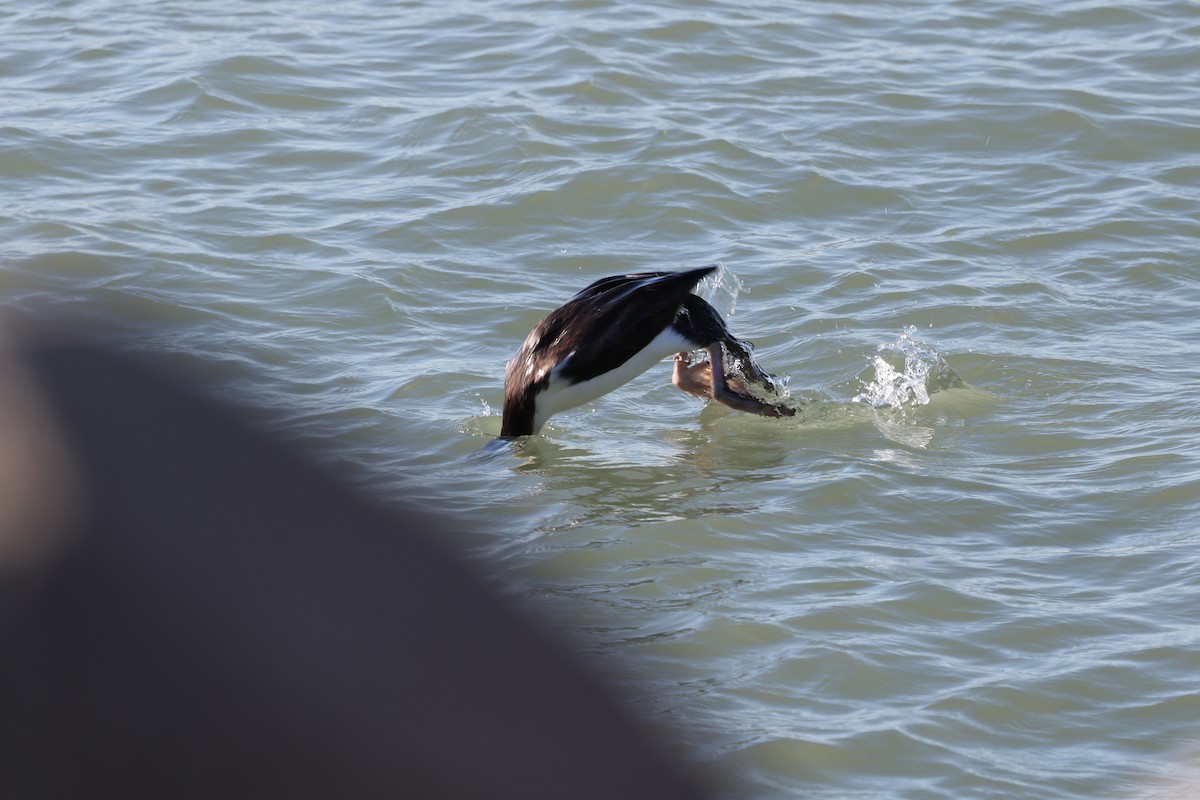 Imperial Cormorant - ML640410477