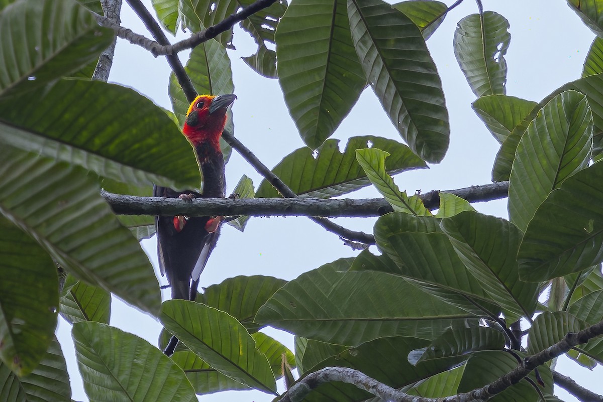Bornean Bristlehead - ML640410479