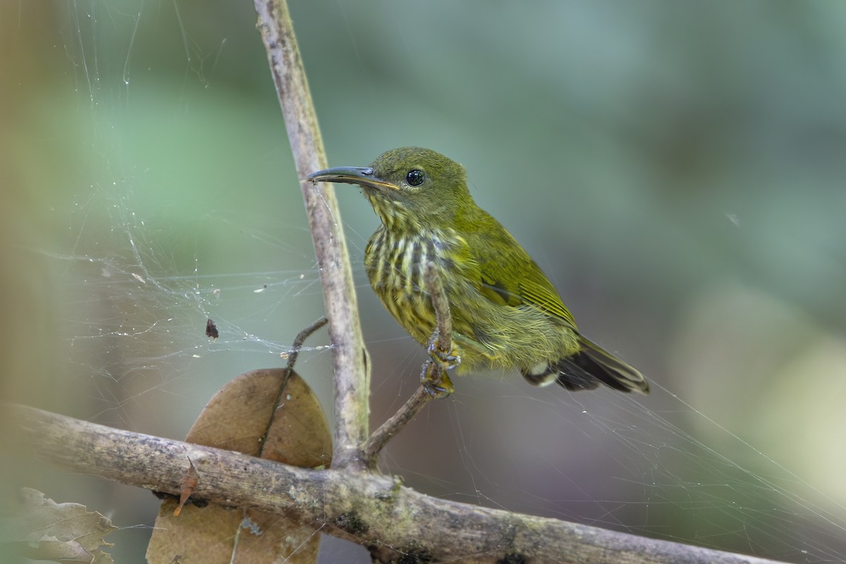 Purple-naped Spiderhunter - ML640410490