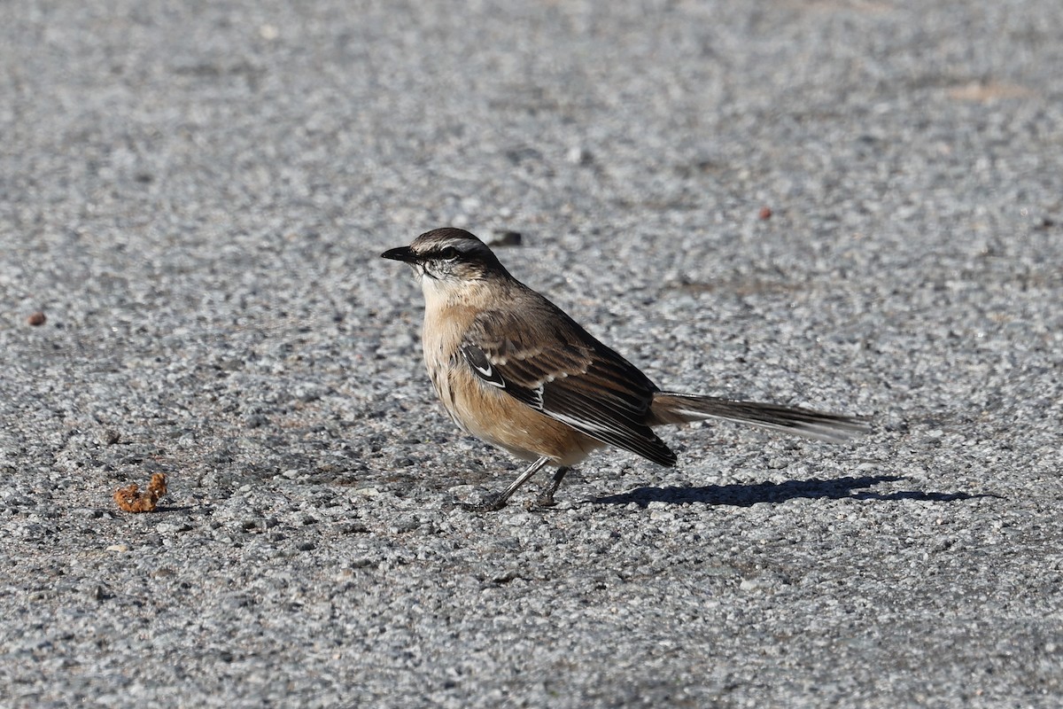 Chalk-browed Mockingbird - ML640410496