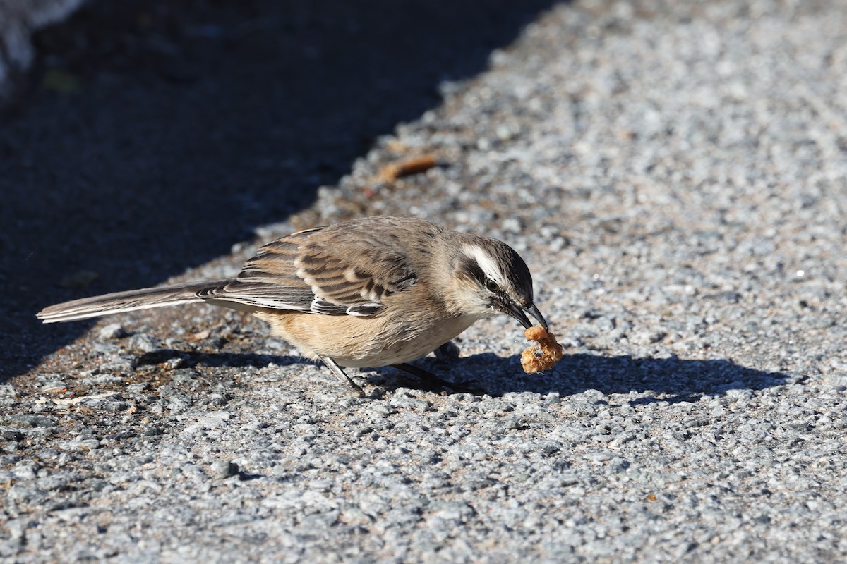 Chalk-browed Mockingbird - ML640410498
