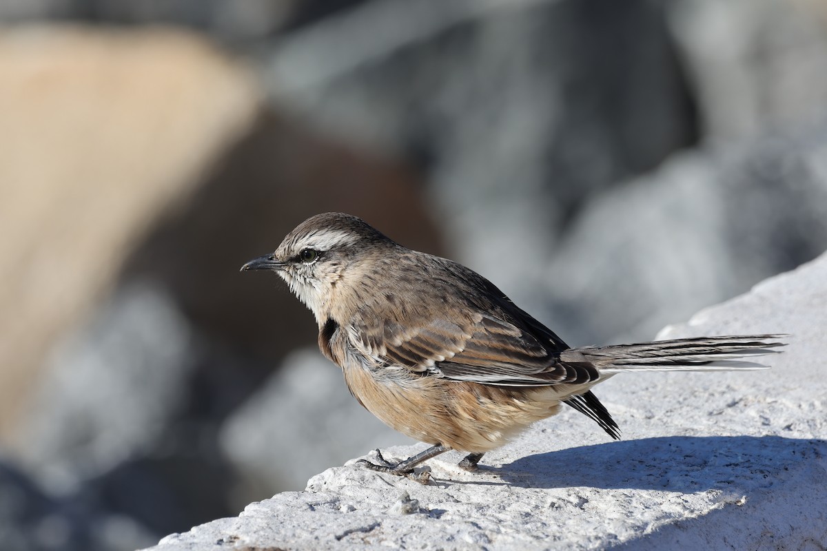 Chalk-browed Mockingbird - ML640410499
