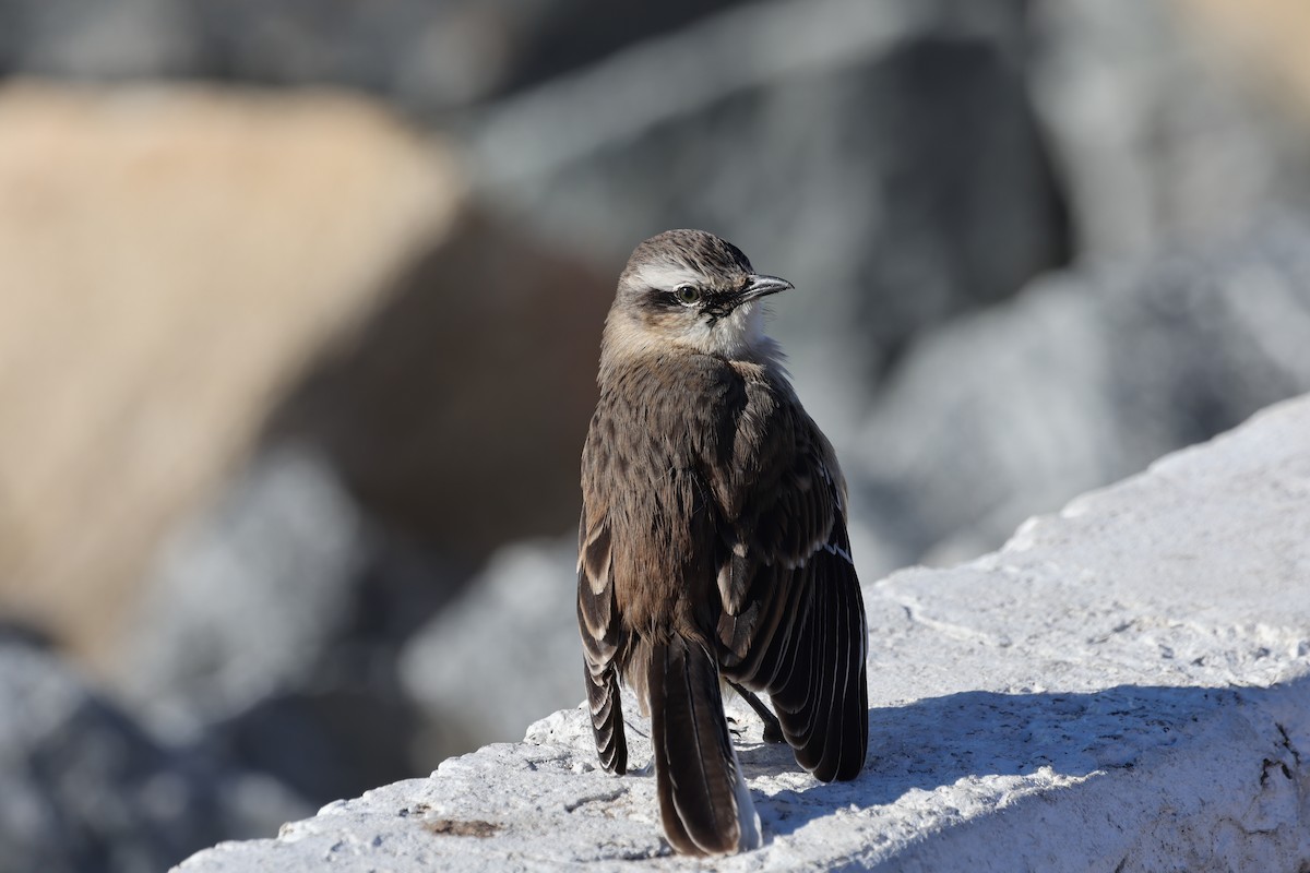Chalk-browed Mockingbird - ML640410500