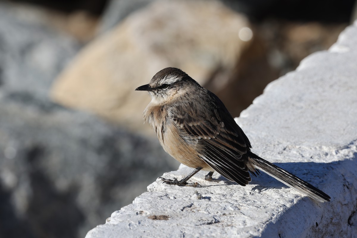 Chalk-browed Mockingbird - ML640410501