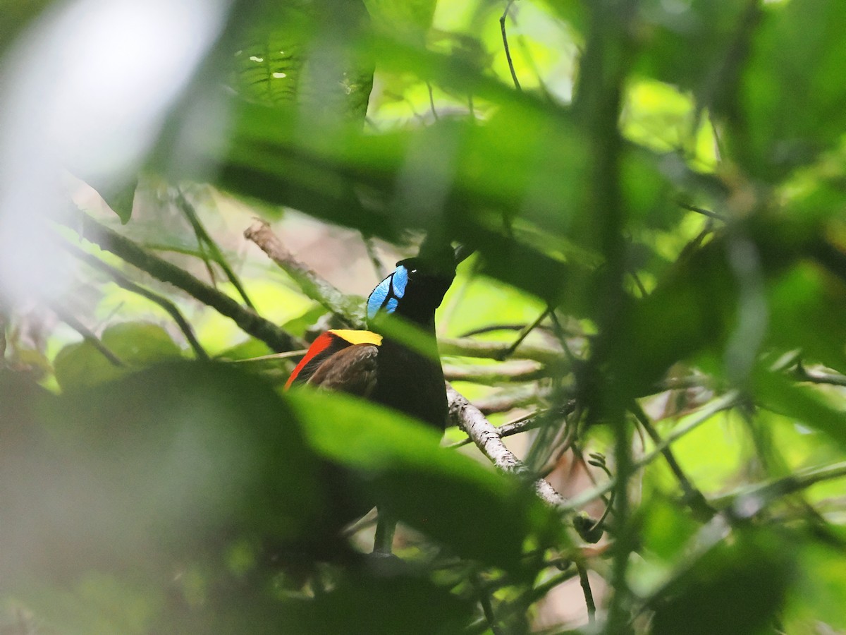 Wilson's Bird-of-Paradise - ML640410511