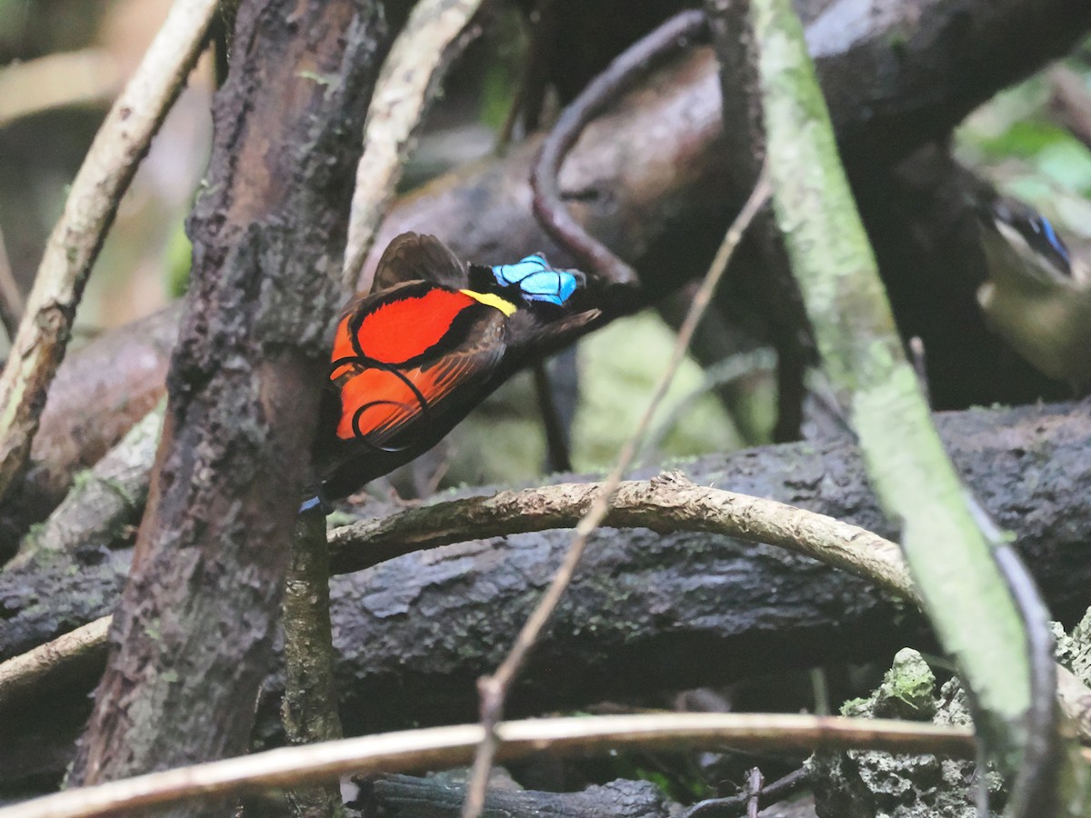 Wilson's Bird-of-Paradise - ML640410512