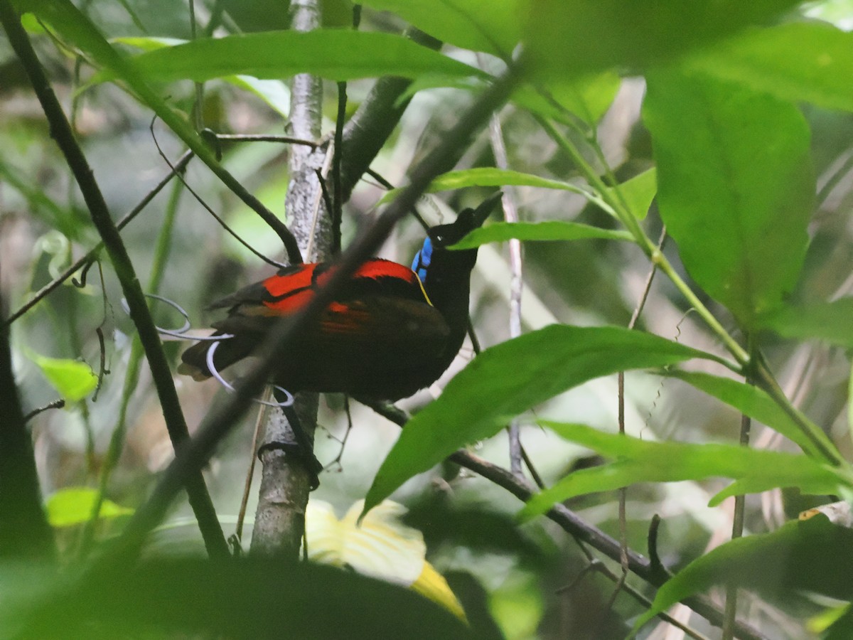 Wilson's Bird-of-Paradise - ML640410513