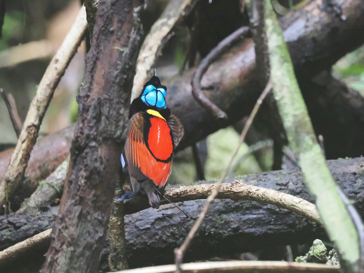 Wilson's Bird-of-Paradise - ML640410514