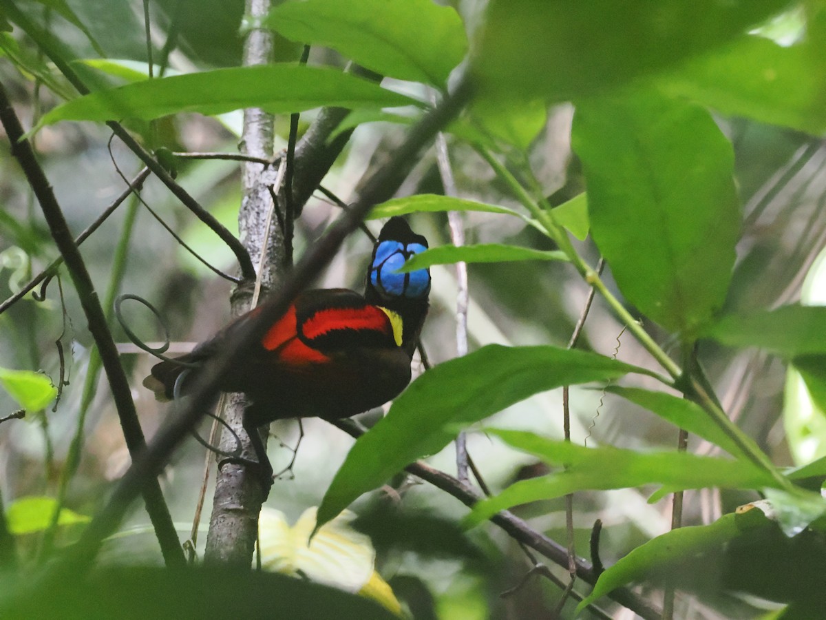 Wilson's Bird-of-Paradise - ML640410515