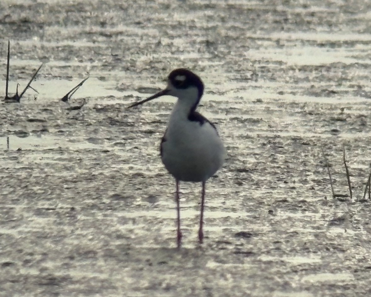 Black-necked Stilt - ML640410543