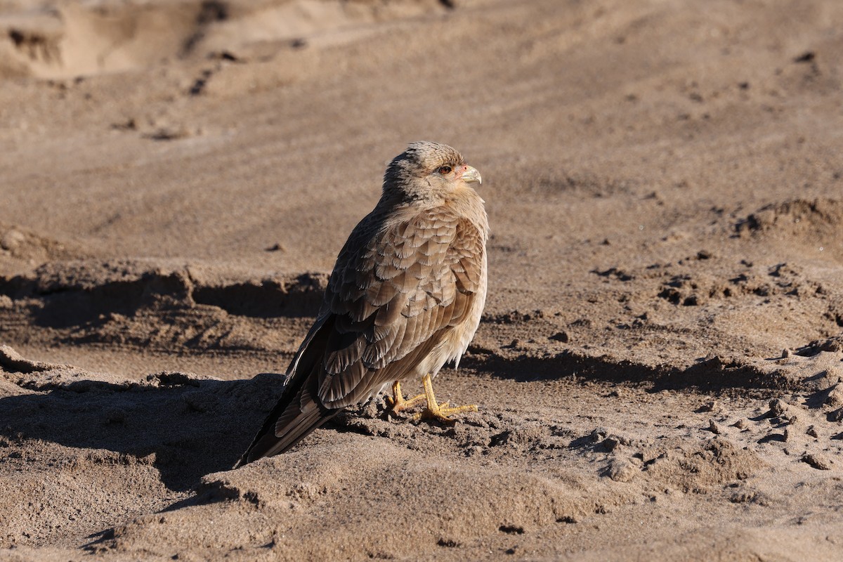 Chimango Caracara - ML640410554