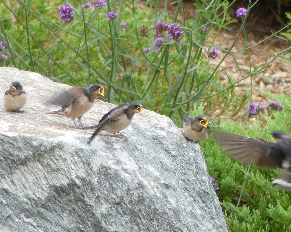 Barn Swallow - ML640410639