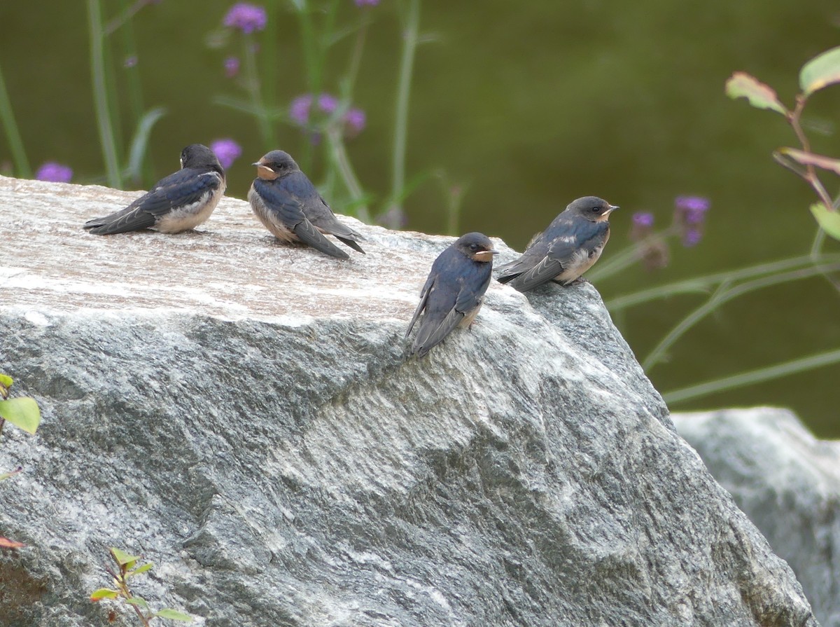 Barn Swallow - ML640410640