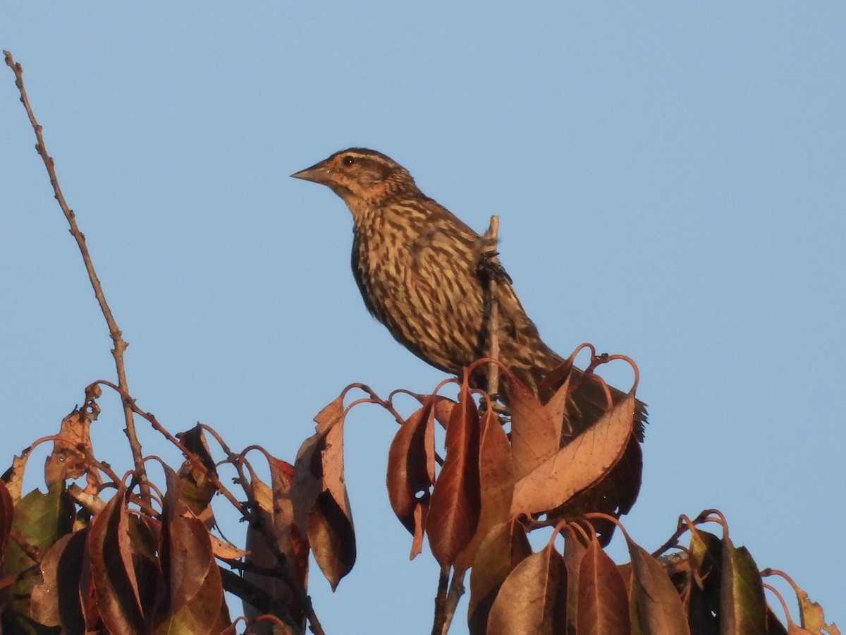 Red-winged Blackbird - ML640410663