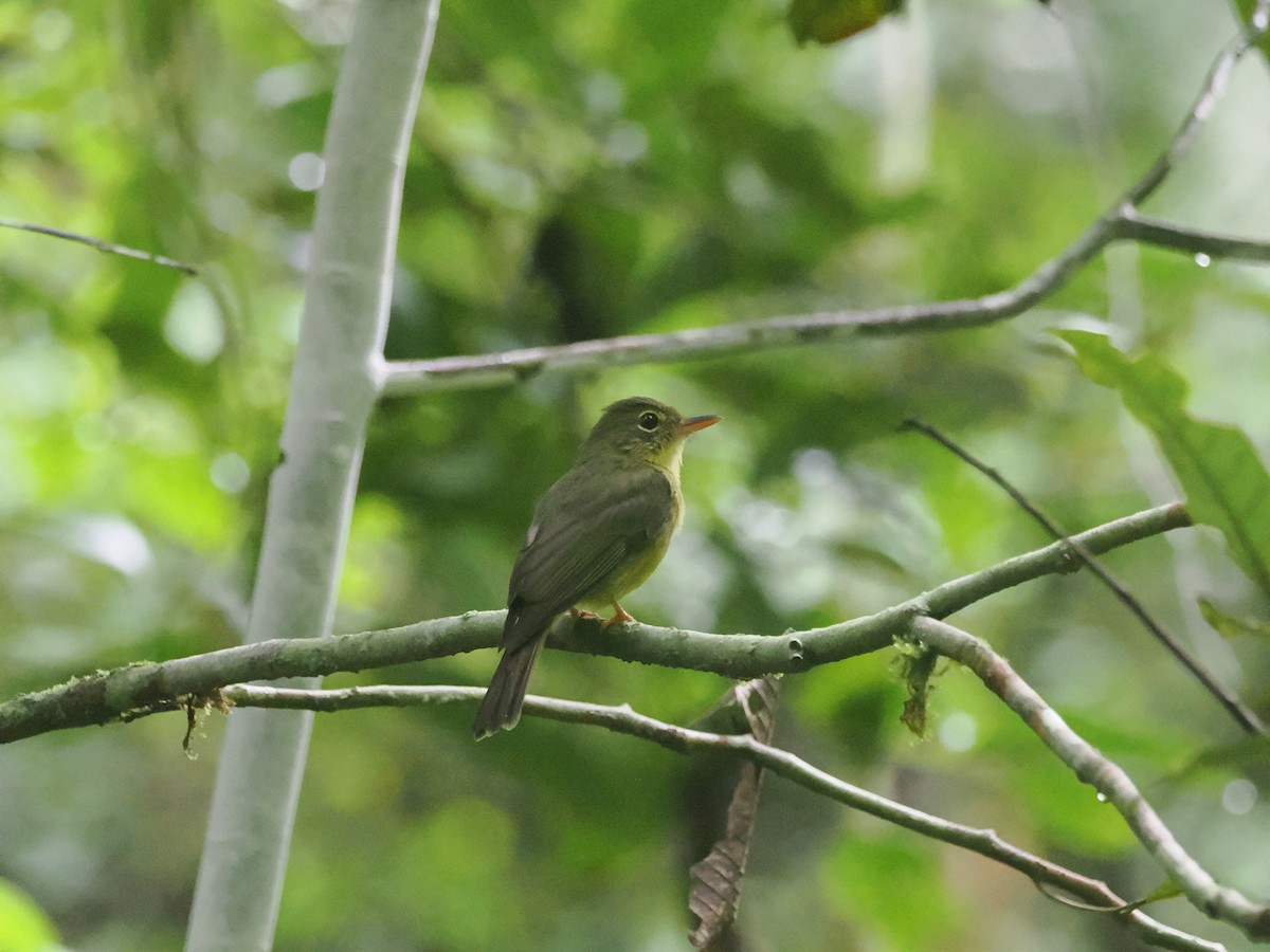Olive Flyrobin - ML640410688