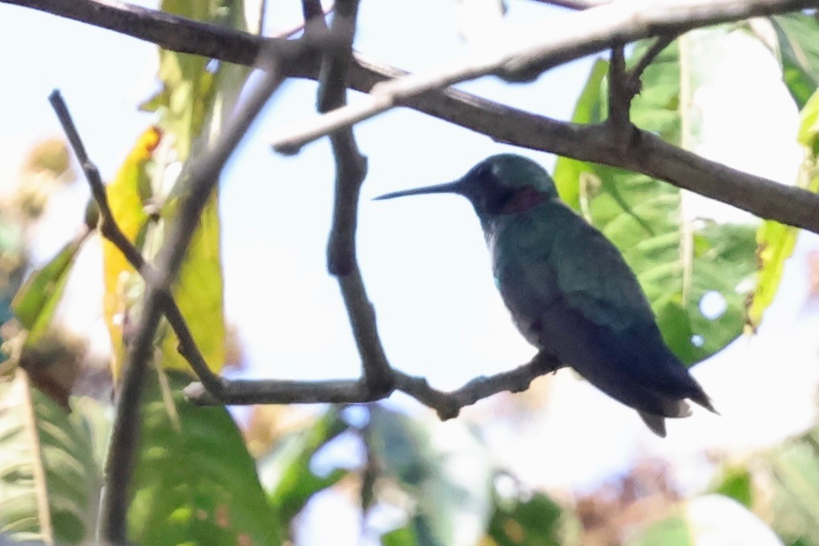 White-vented Violetear - ML640410693