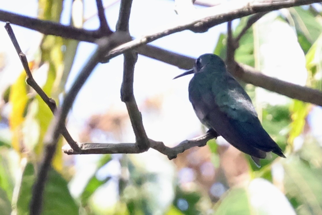 White-vented Violetear - ML640410694
