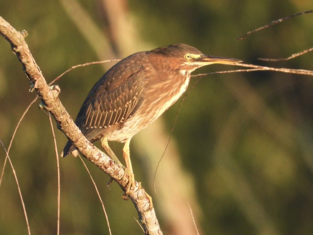 Green Heron - ML640410697