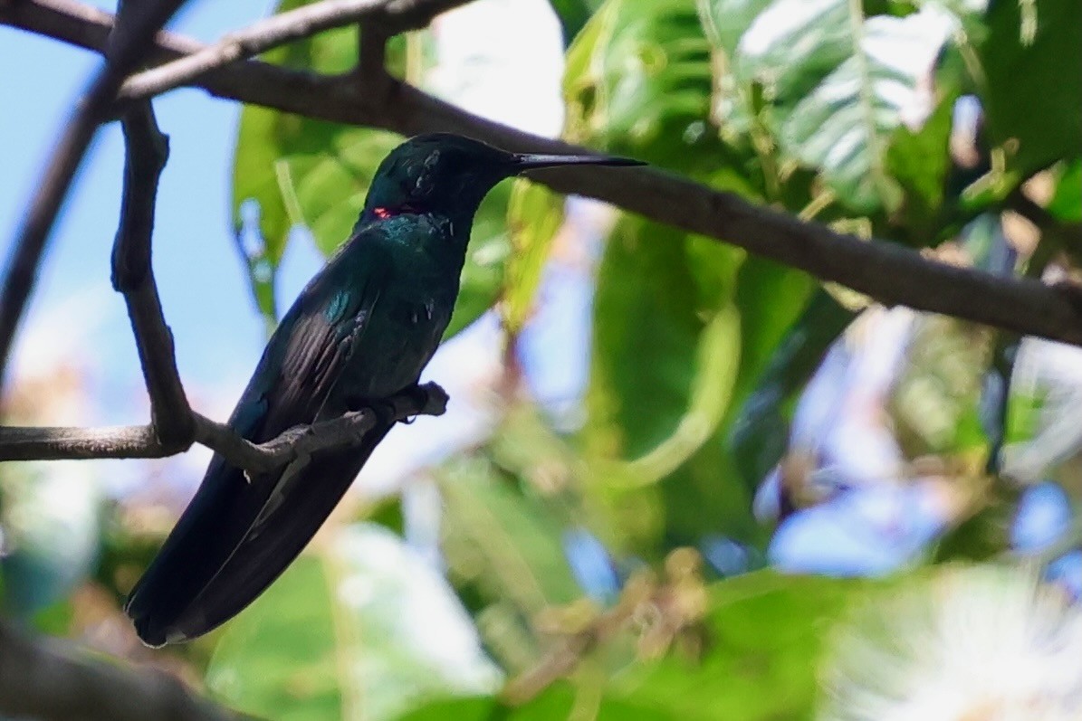 White-vented Violetear - ML640410753