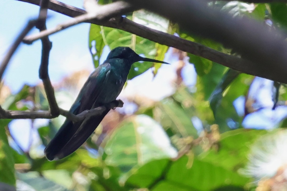White-vented Violetear - ML640410754
