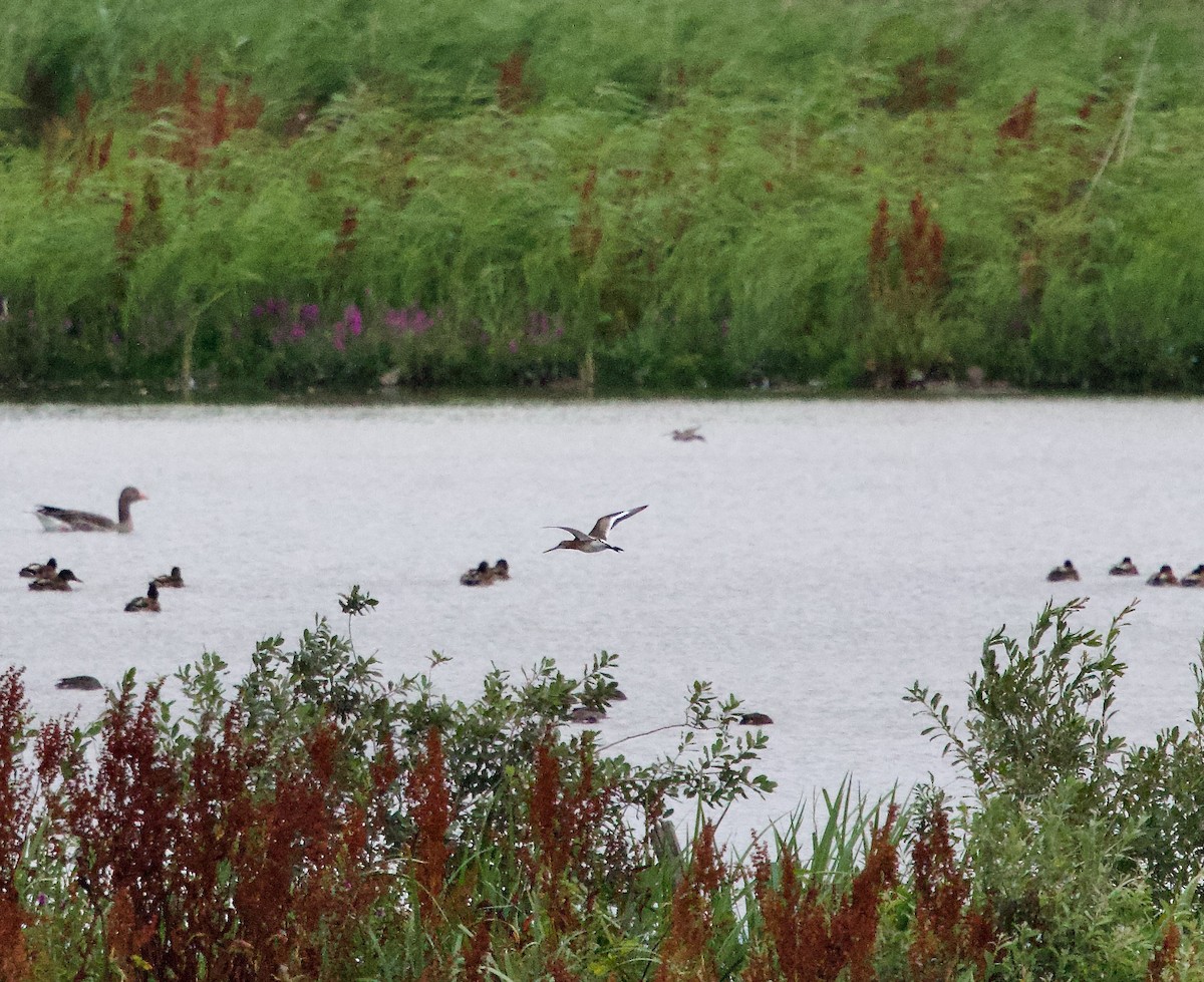 Black-tailed Godwit - ML640410783