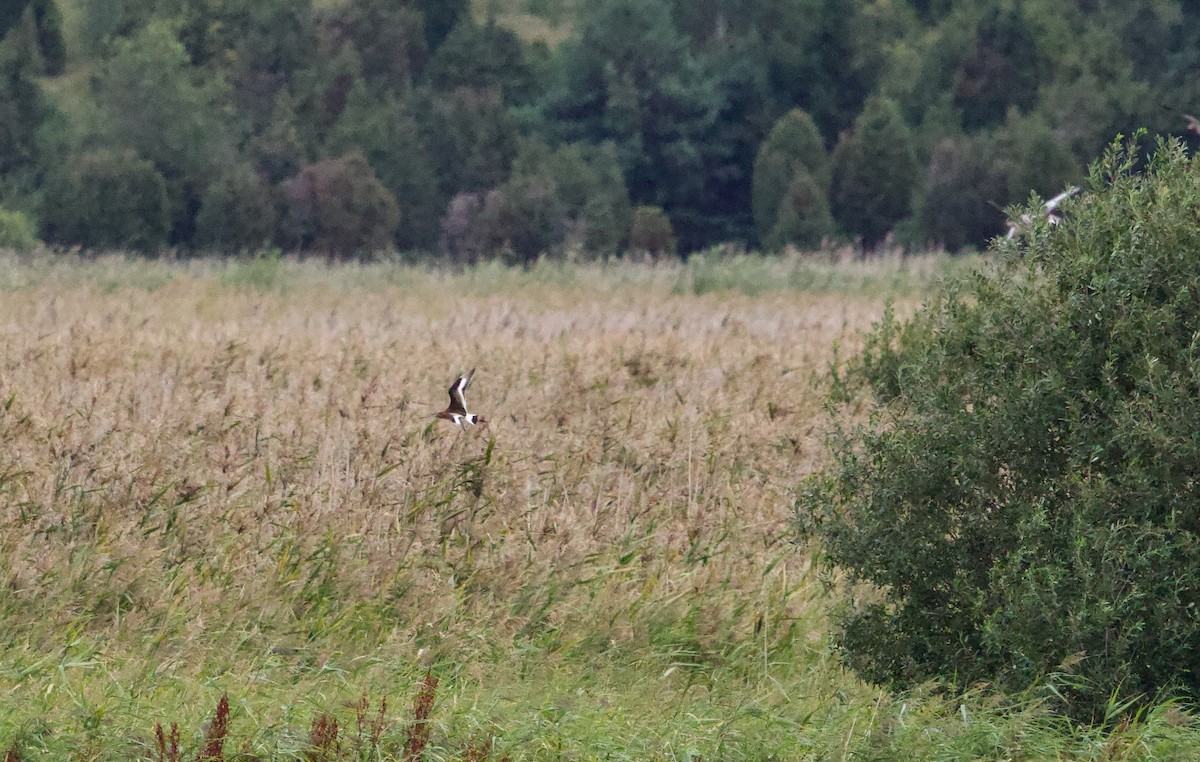 Black-tailed Godwit - ML640410784