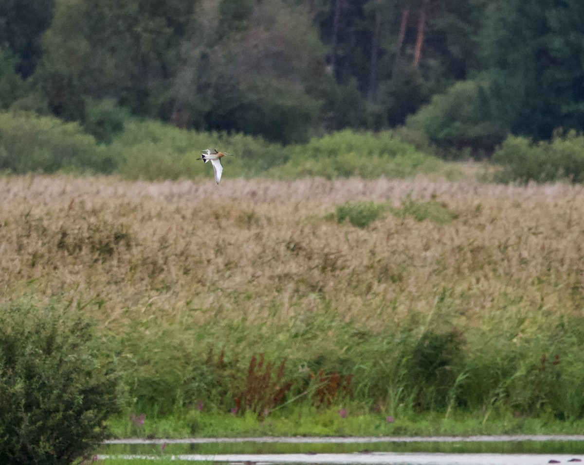 Black-tailed Godwit - ML640410785