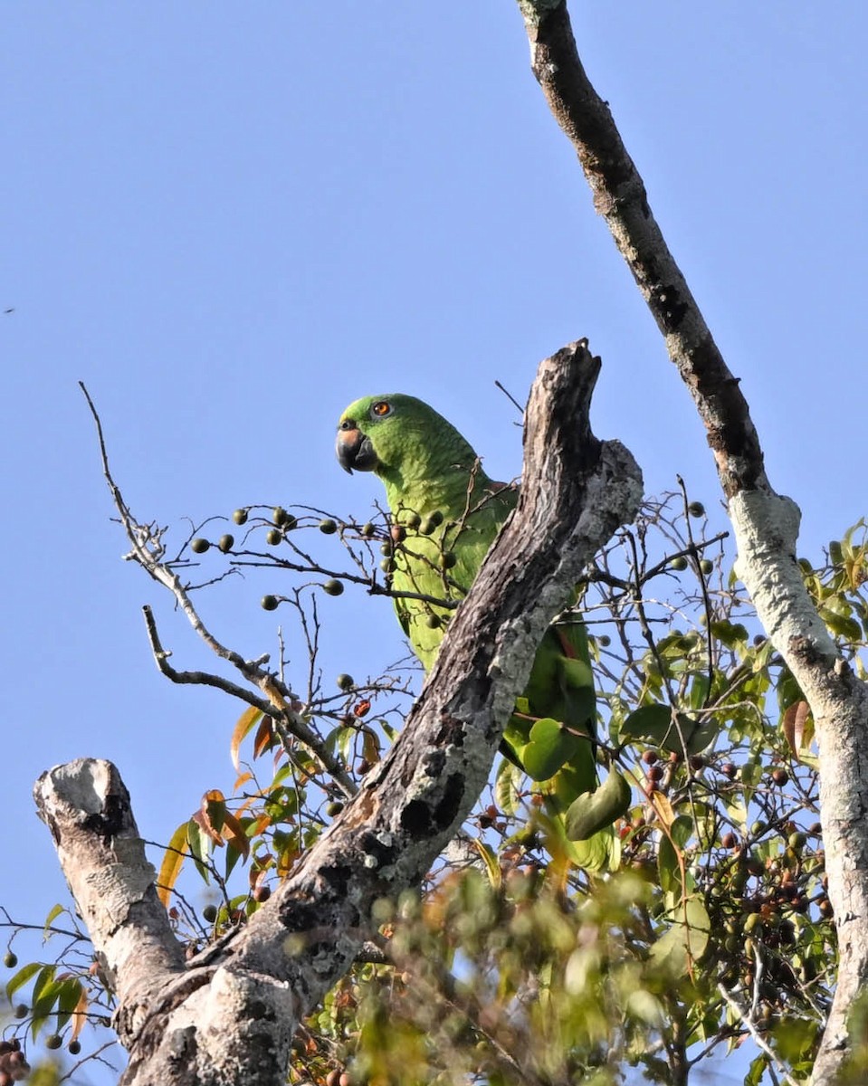 Yellow-crowned Amazon - ML640410890