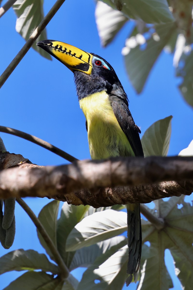 Lettered Aracari - ML640410902