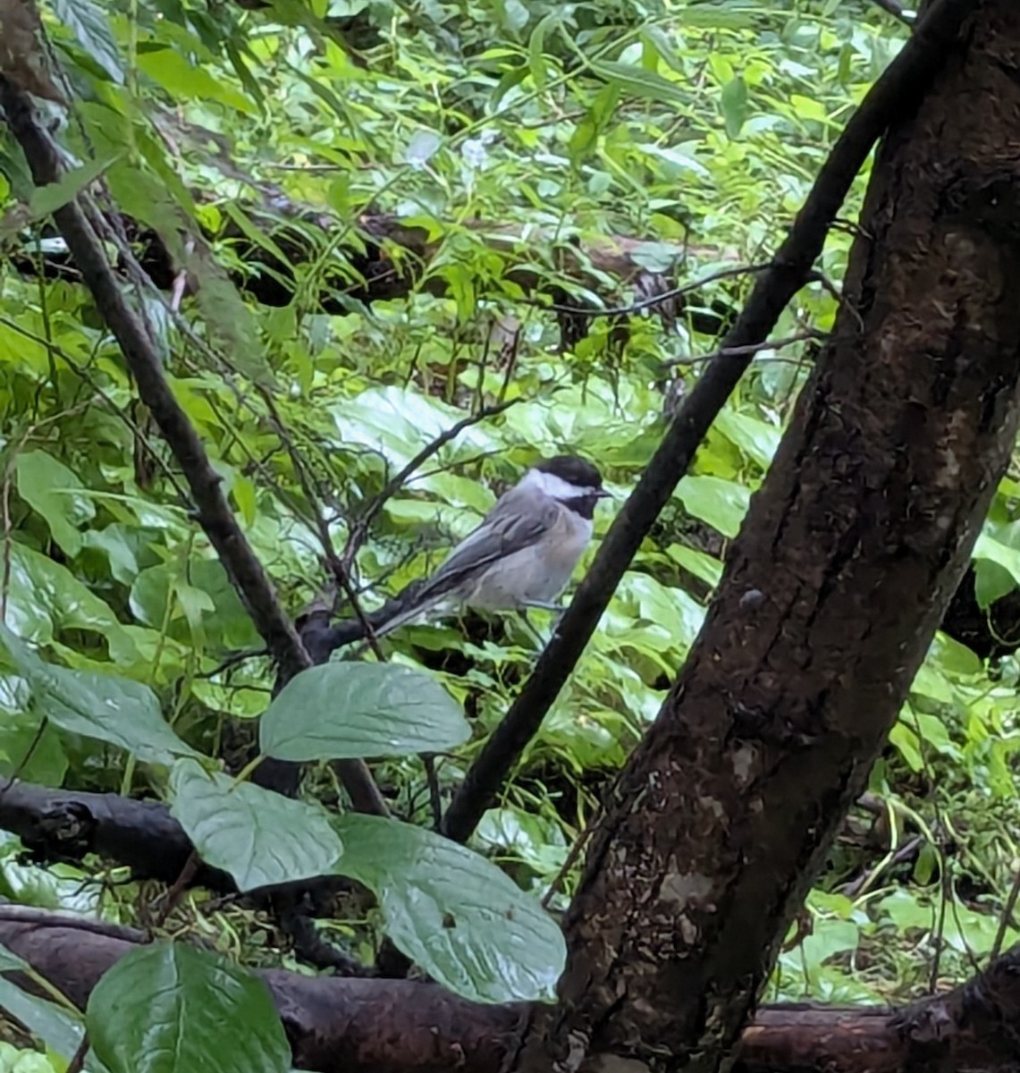 Black-capped Chickadee - ML640410938