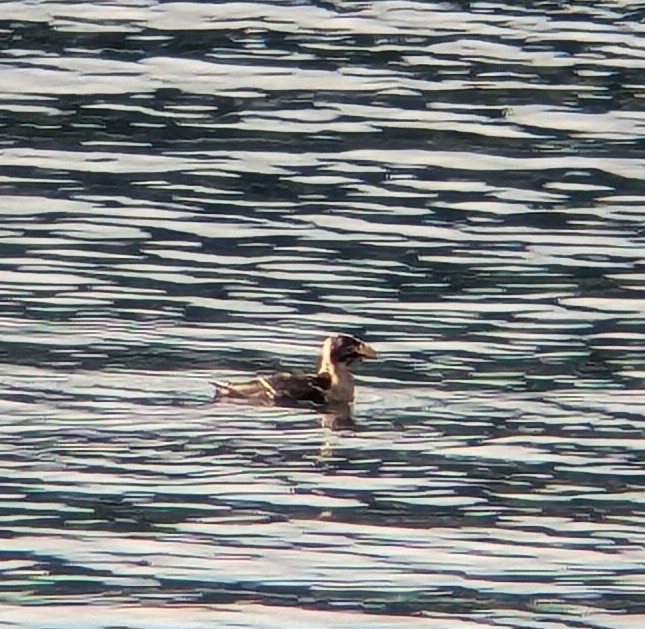 Rhinoceros Auklet - ML640410978