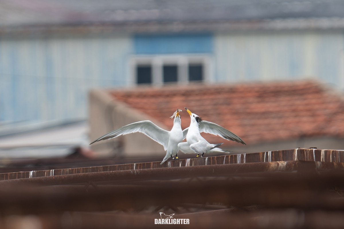 Chinese Crested Tern - ML640411032